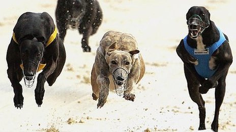 Will Australia's greyhound industry be put down?